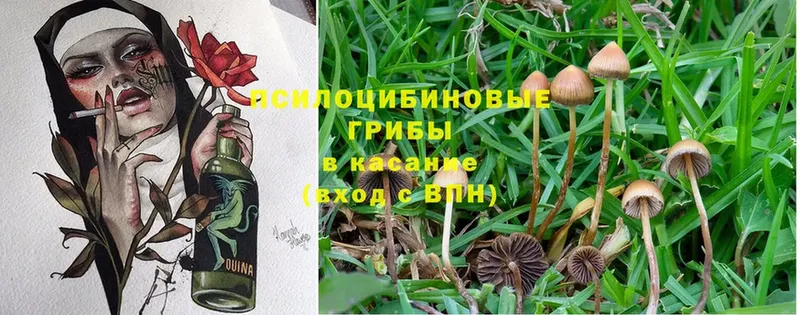 Псилоцибиновые грибы Psilocybine cubensis  Старая Русса 